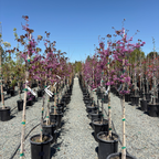 Merlot Eastern Redbud