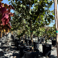 Merlot Eastern Redbud