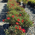 Meteor Red Marguerite Daisy
