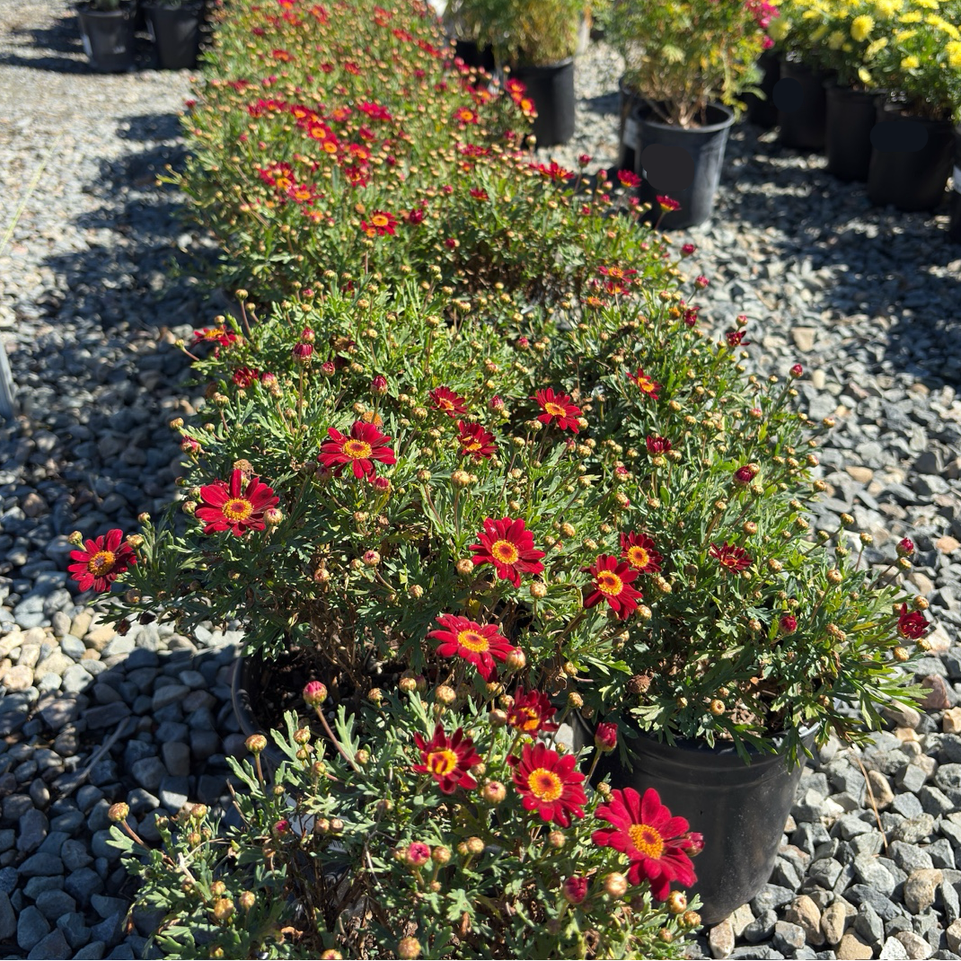 Meteor Red Marguerite Daisy