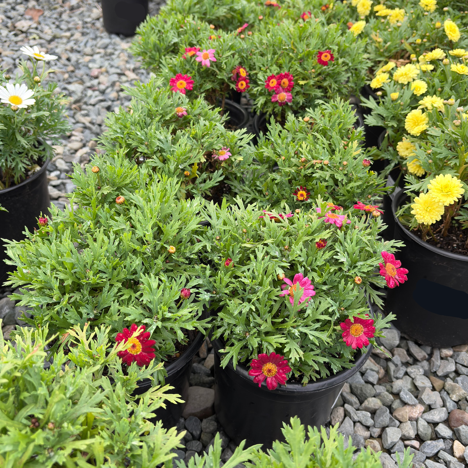 Meteor Red Marguerite Daisy