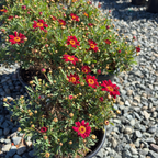 Meteor Red Marguerite Daisy