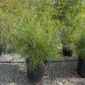  Mexican Bamboo