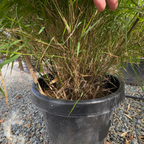 Mexican Bamboo
