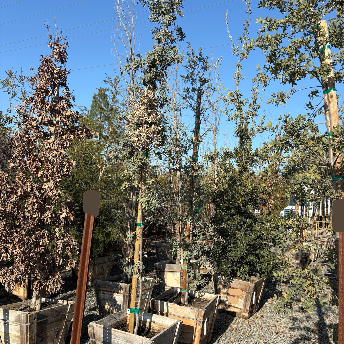 Mexican Blue Oak