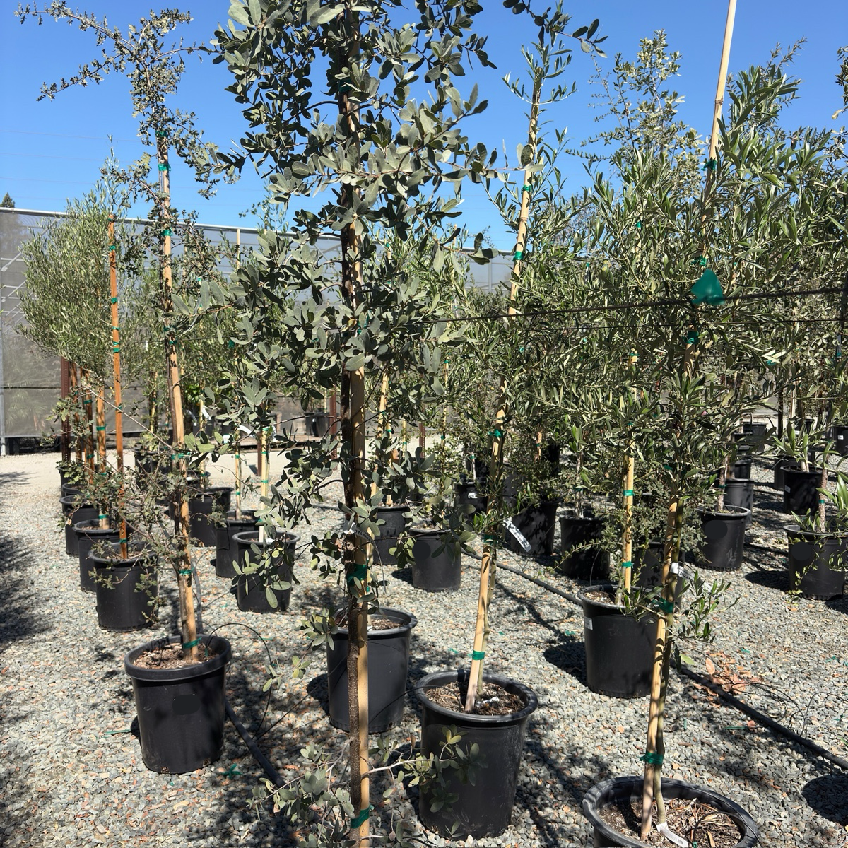 Mexican Blue Oak