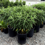 Mexican Bush Sage