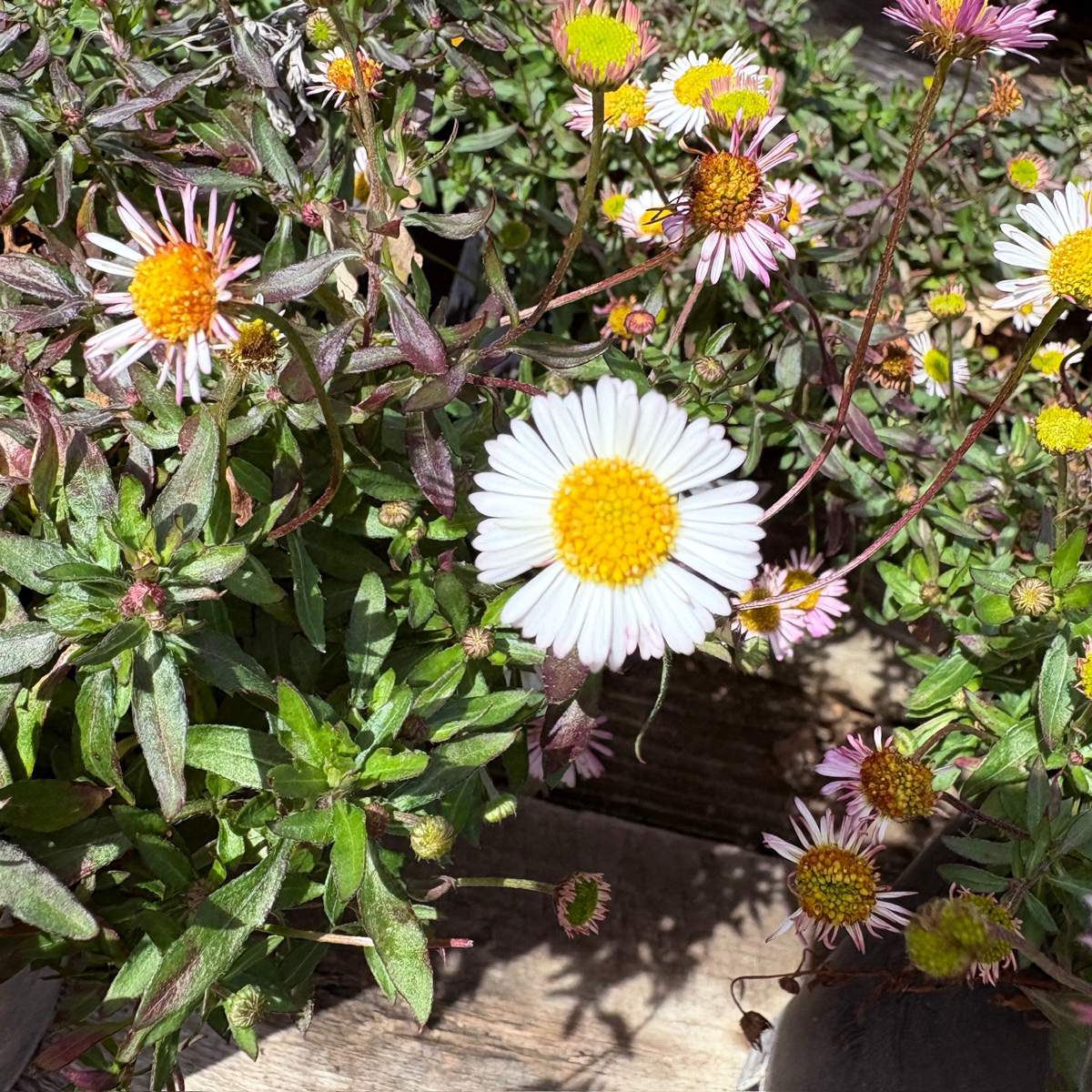Mexican Daisy