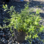 Mexican Daisy