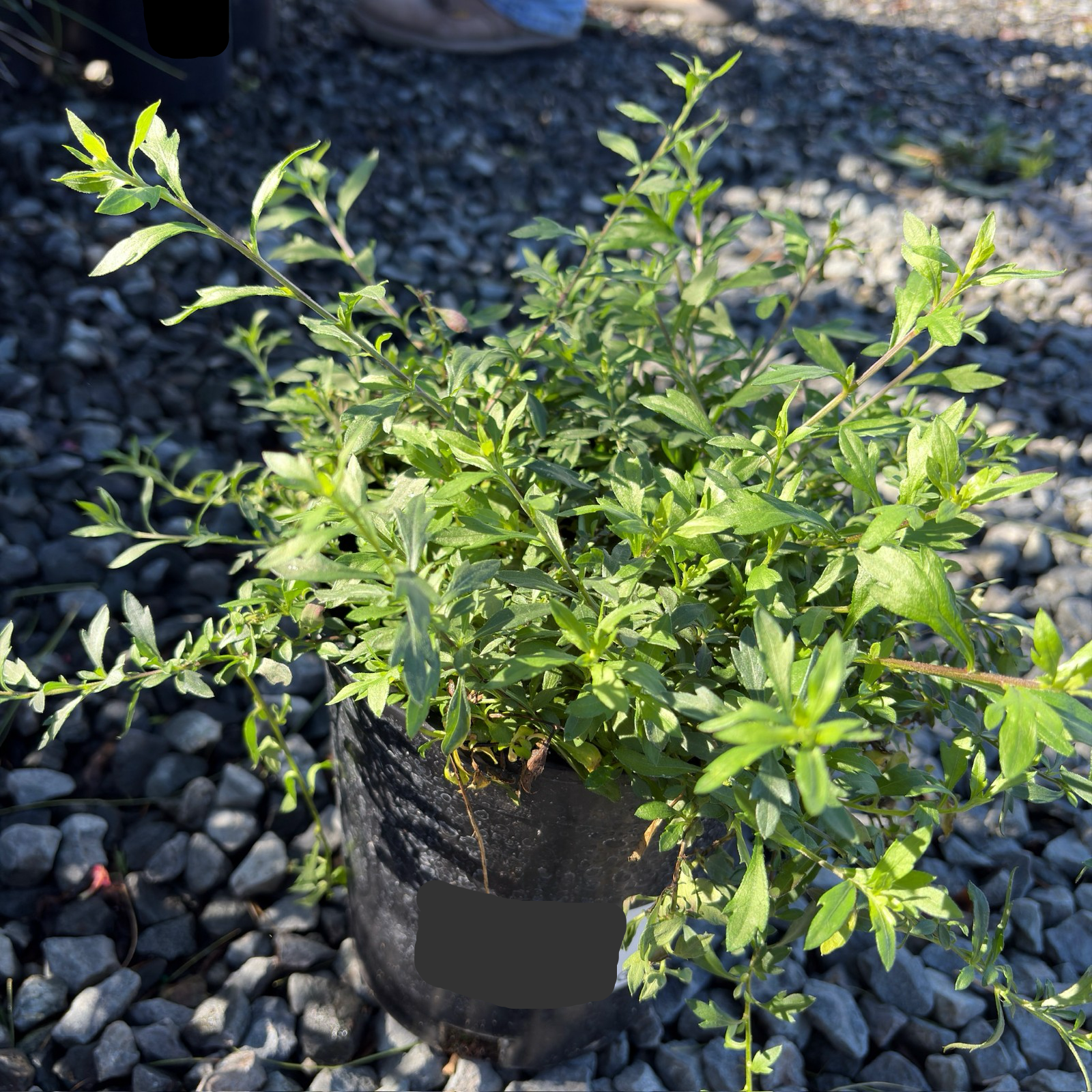 Mexican Daisy