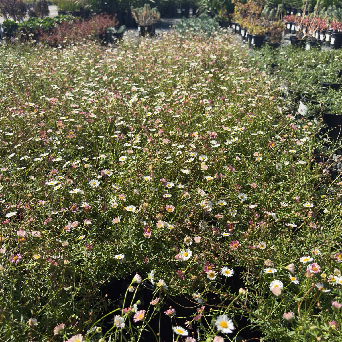 Mexican Daisy