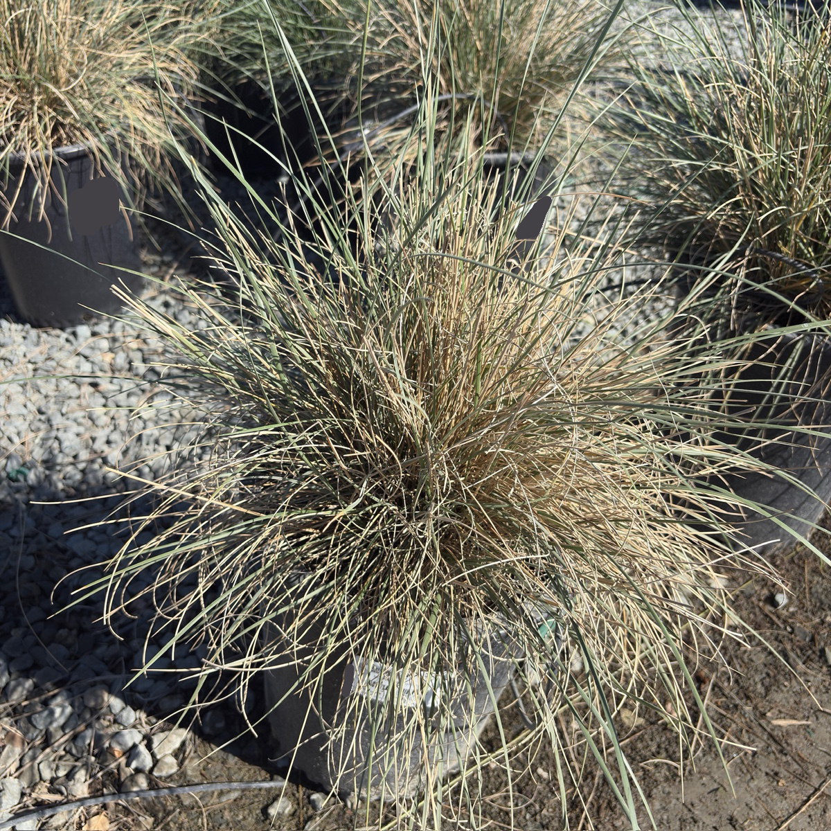 Mexican Deer Grass
