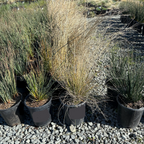 Mexican Deer Grass