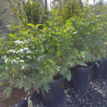 Mexican Elderberry