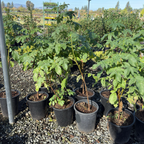 Mexican Elderberry
