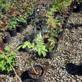 Mexican Elderberry