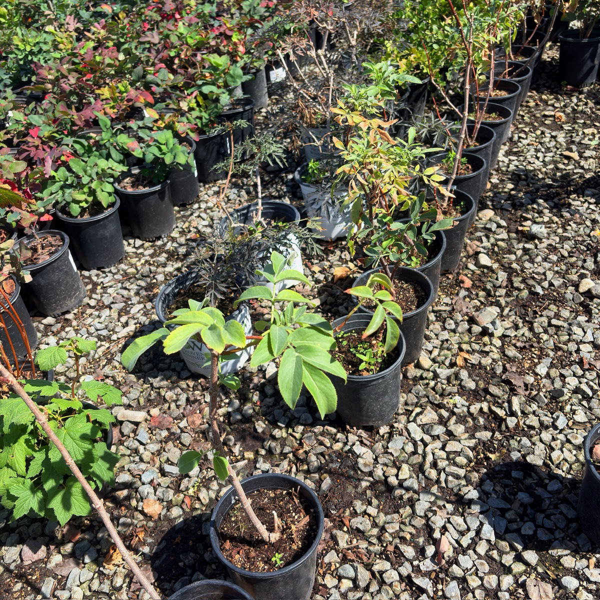 Mexican Elderberry