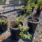 Mexican Elderberry