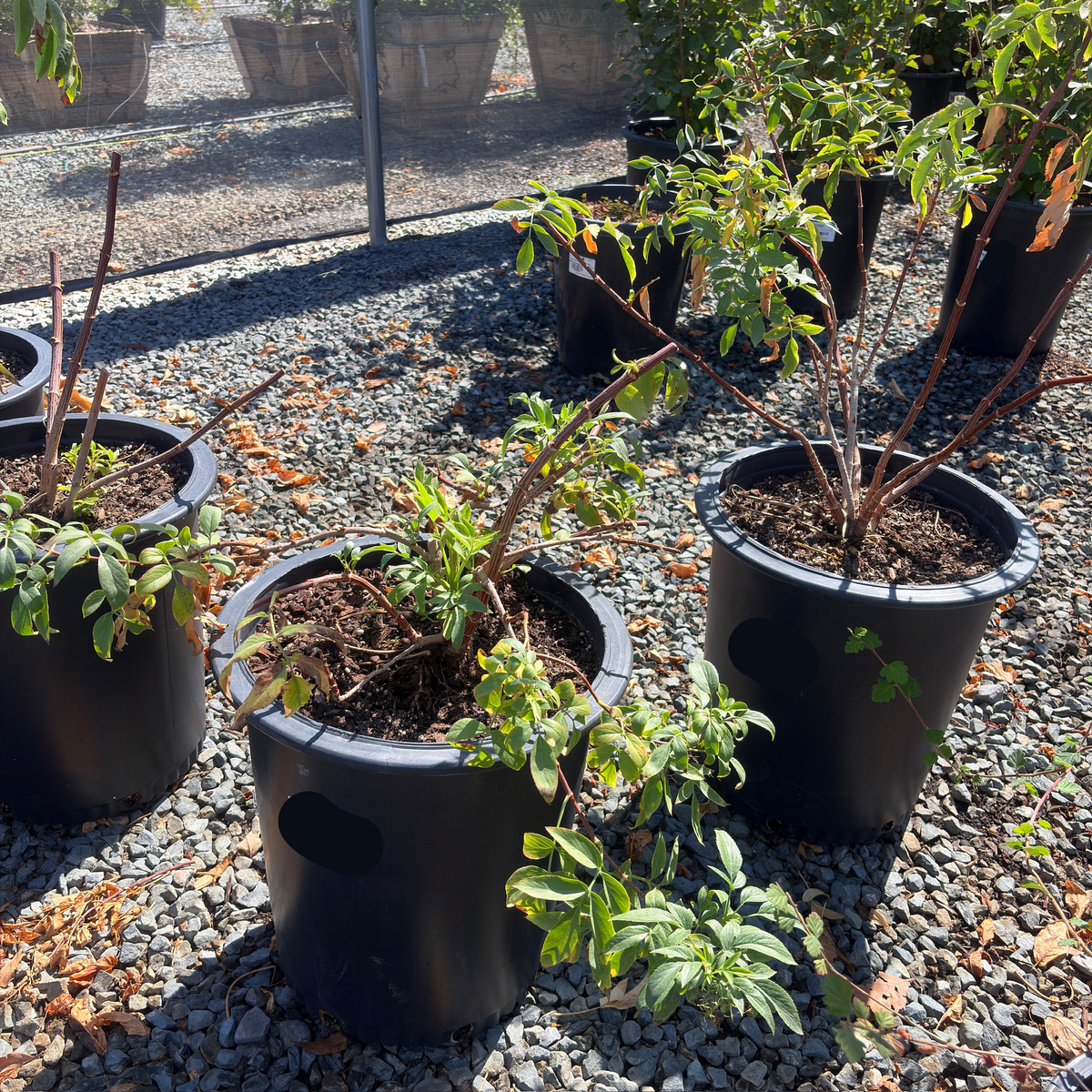 Mexican Elderberry