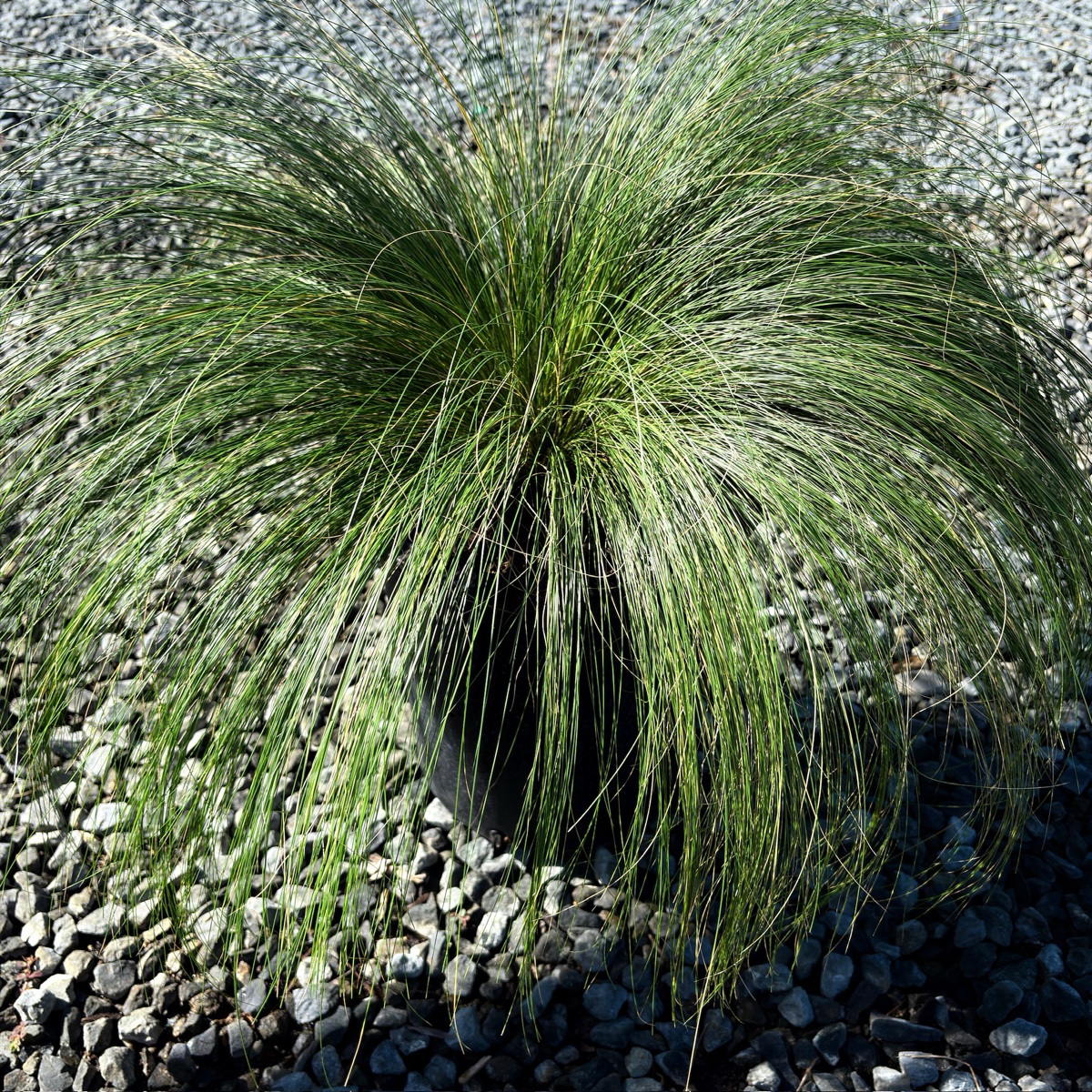 Mexican Feather Grass Mexican Feather Grass on a bed of small rocks