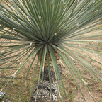 Mexican Grass Tree