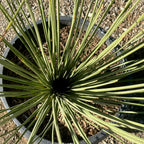 Mexican Grass Tree