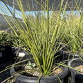 Mexican Grass Tree