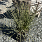 Mexican Grass Tree