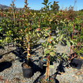 Mexican Guava