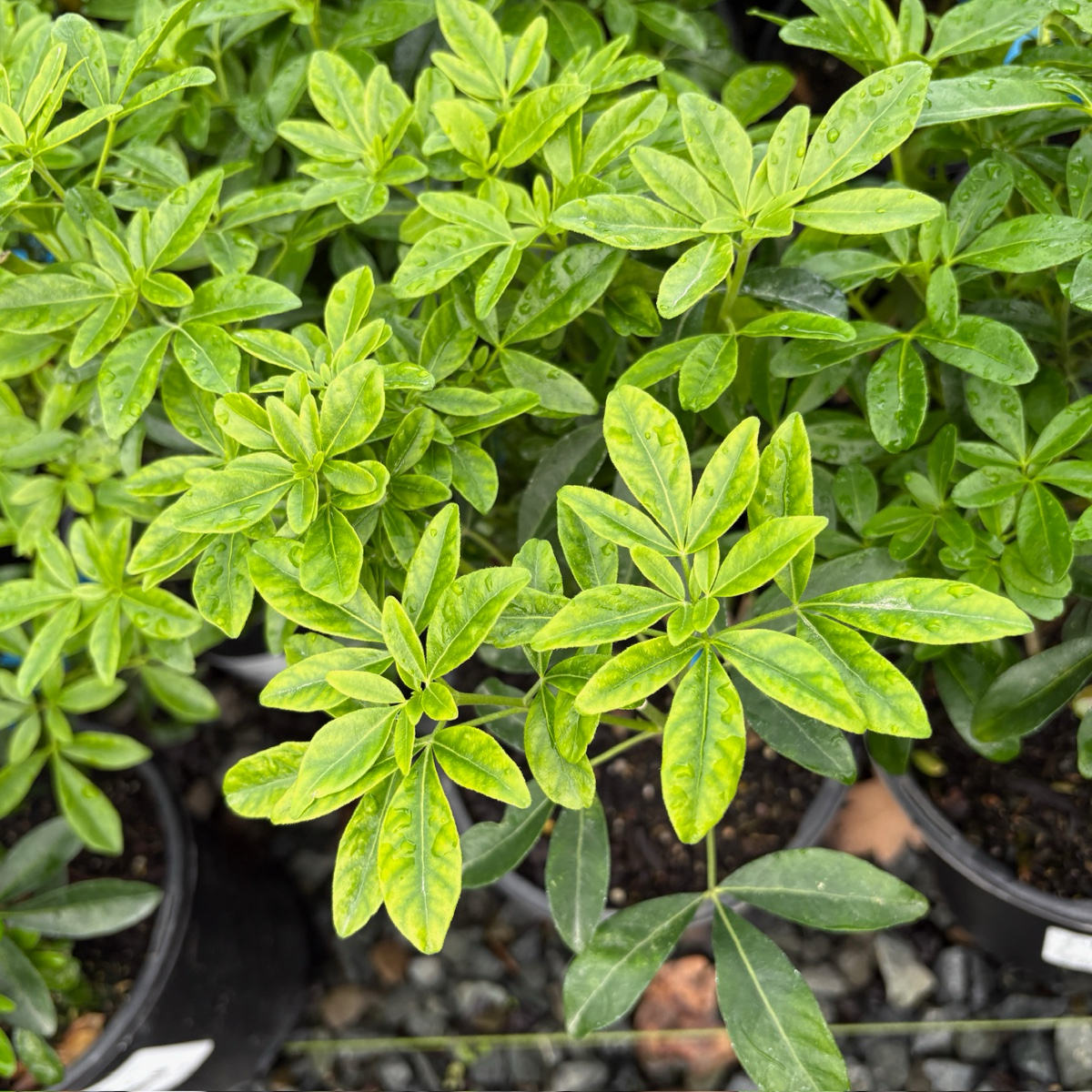 墨西哥橘花| 叶片揉搓有橙香| 春季芳香白花簇| 耐旱抗鹿低维护绿篱