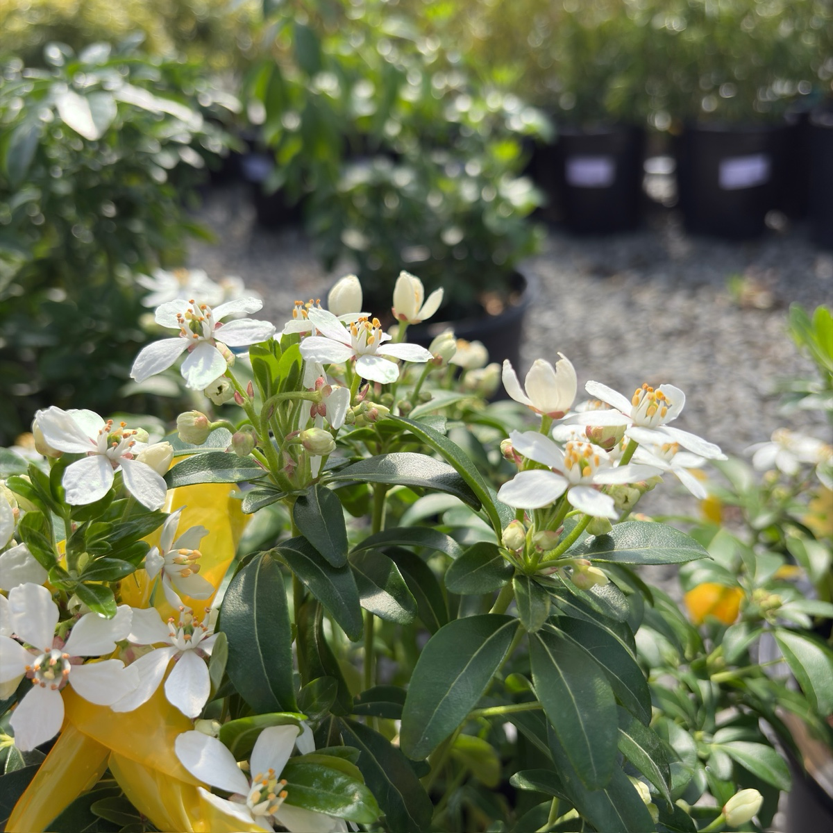 小白家　橘光橙花　贝壳光 墨西哥橘花| 叶片揉搓有橙香| 春季芳香白花簇| 耐旱抗鹿低维护绿篱