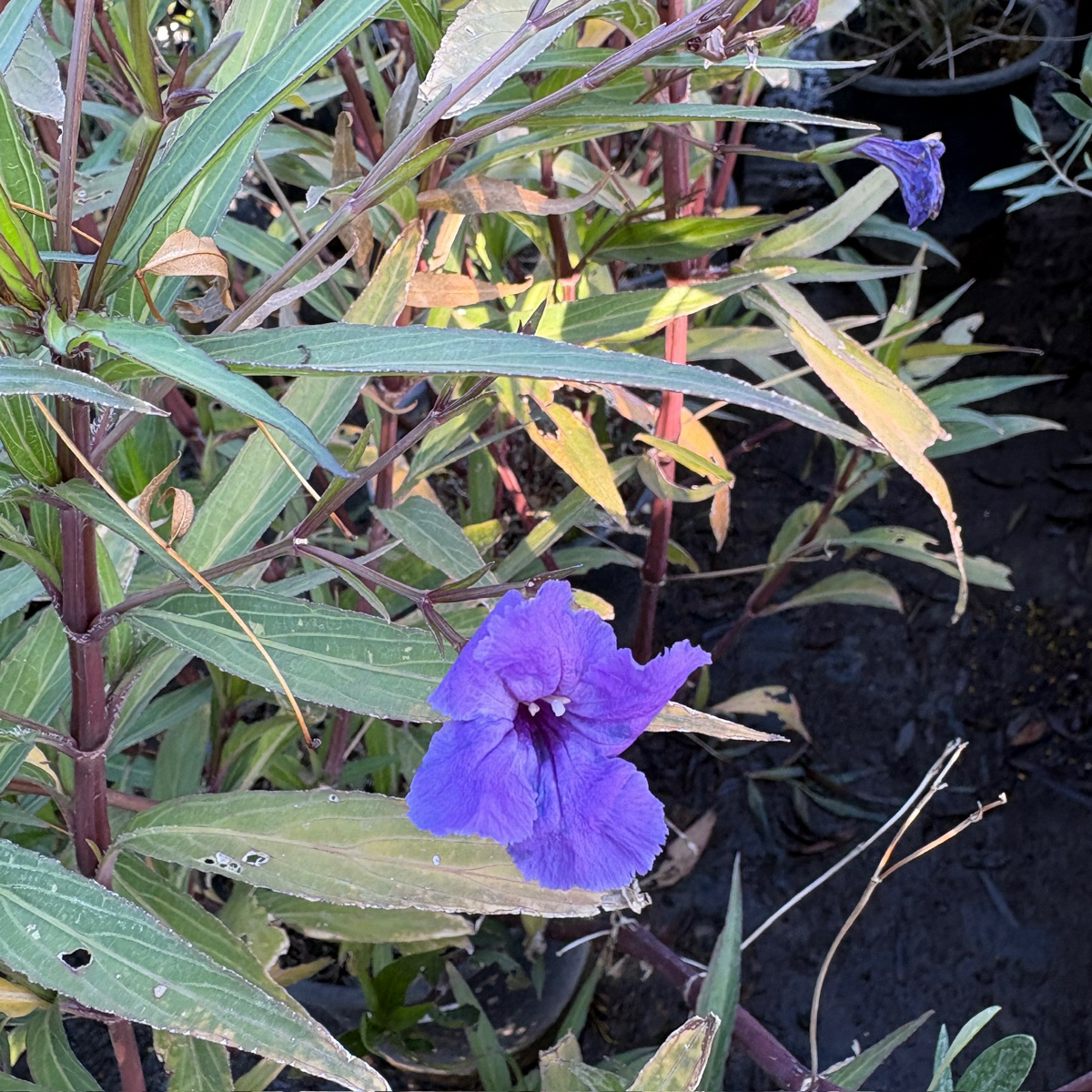 Mexican Petunia