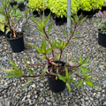 Mexican Petunia