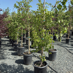 Mexican Redbud