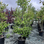 Mexican Redbud