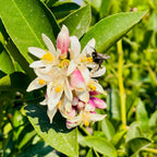 Bee on a Meyer Lemon flower with green leaves in the background