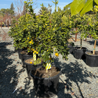 Row of potted Meyer Lemon with yellow flowers in a garden setting