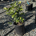 Potted Meyer Lemon on a gravel surface with other plants in the background