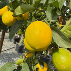 Meyer Lemons on a tree branch with green leaves