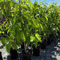 Row of 5 gallon sized Michelia Alba aka Champaca plants