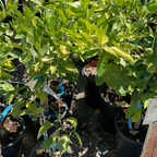 Midnight Valencia Orange