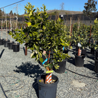 Midnight Valencia Orange Tree