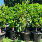 Midnight Valencia Orange Tree