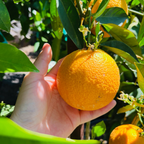 Midnight Valencia Orange Tree
