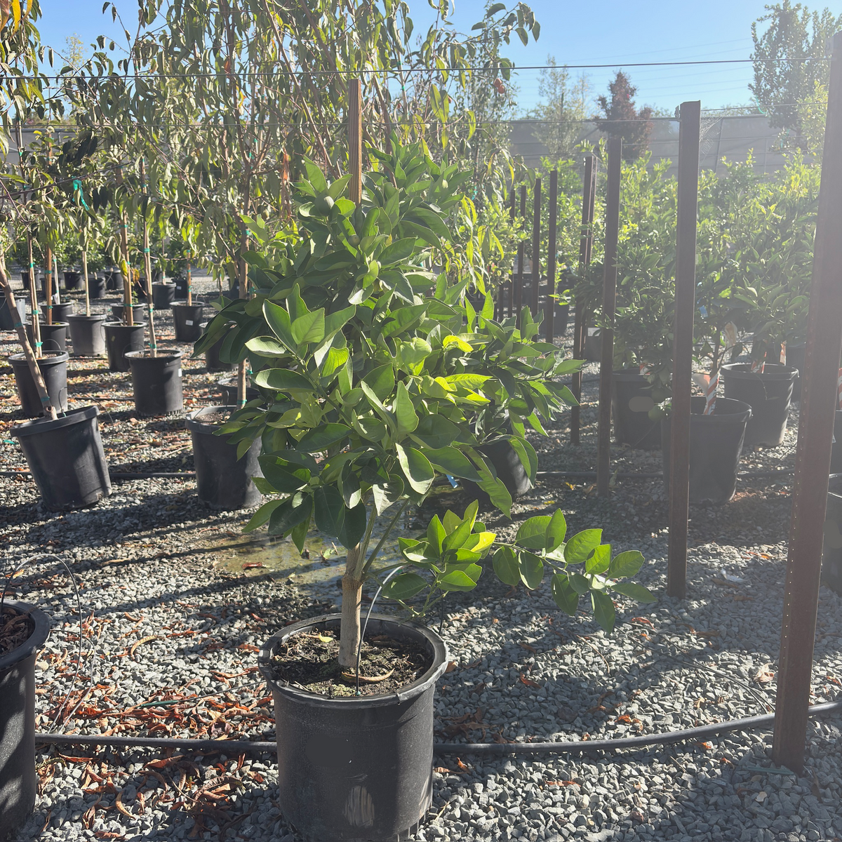 Midnight Valencia Orange Tree