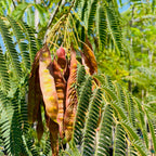 Mimosa Silk Tree