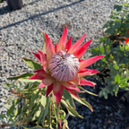 Mini King Protea