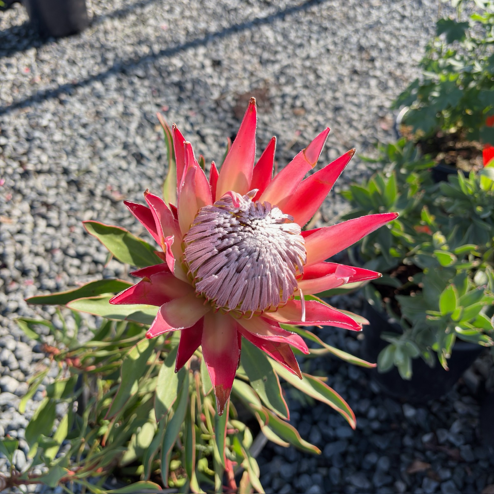 Mini King Protea