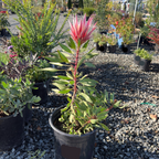 Mini King Protea