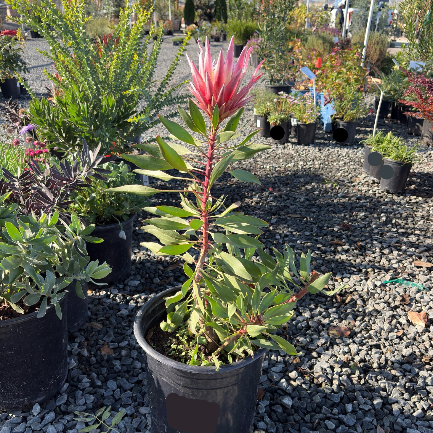 Mini King Protea